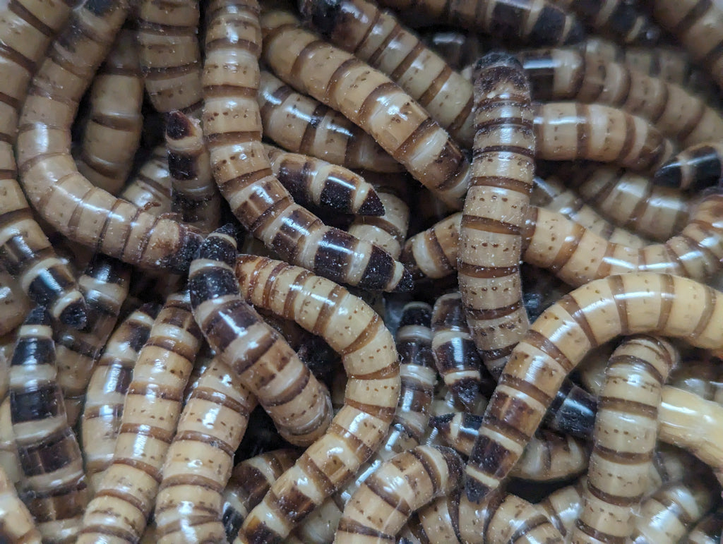 Live Organic Superworms
